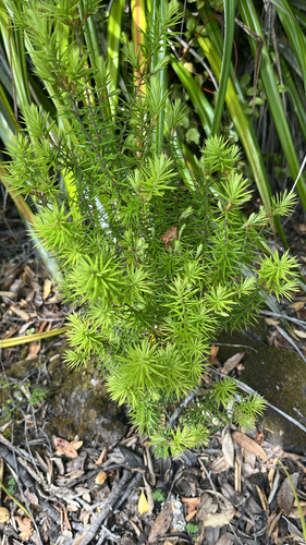 Leptecophylla juniperina observed 2026-10-26