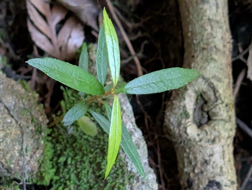 Atherosperma moschatum observed 2026-10-26
