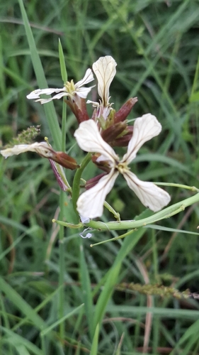 Rucola silvestre