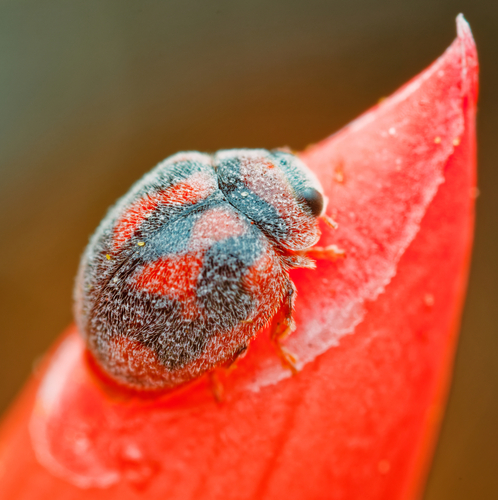 Cardinalis cardinalis observed 2026-10-25