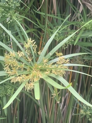 Cyperus textilis