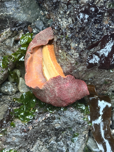 Cryptochiton stelleri observed 2026-10-25