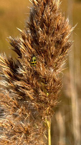 Spotted Cucumber Beetle
