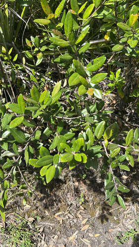 Metrosideros excelsa observed 2026-10-26
