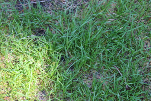 Poa supina, 2026-08-04