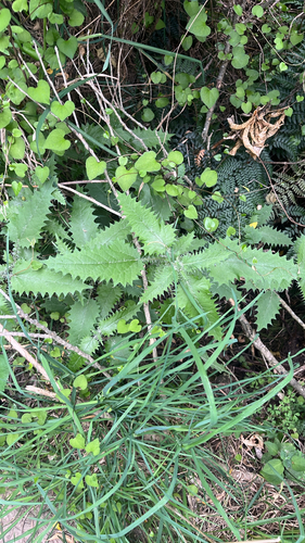 Urtica ferox observed 2026-10-26