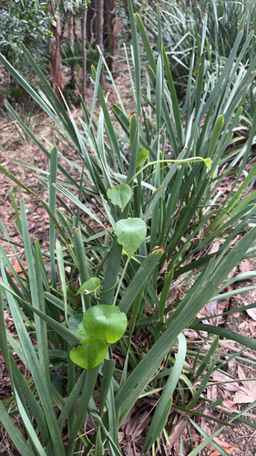 Stephania japonica observed 2026-10-26