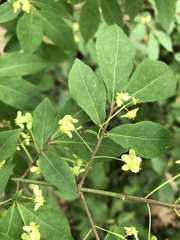 Euonymus alatus