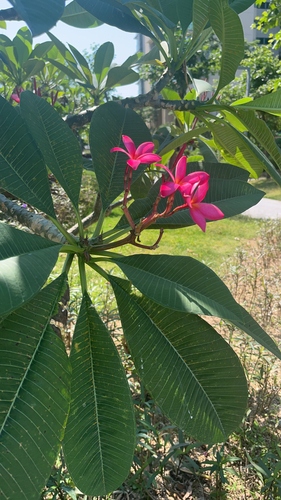 Plumeria rubra observed 2026-10-26