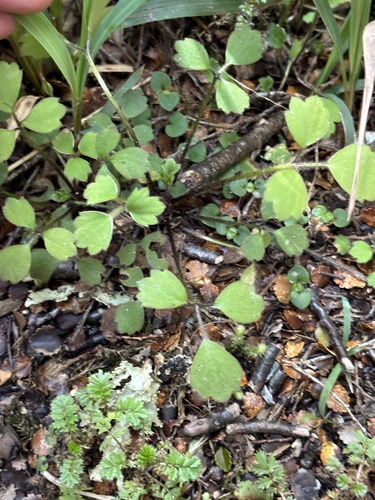 Ranunculus reflexus observed 2026-10-25