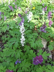 Corydalis cava