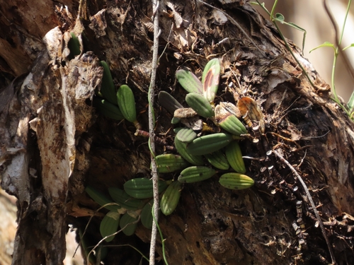 Dendrobium linguiforme, 2026-10-26