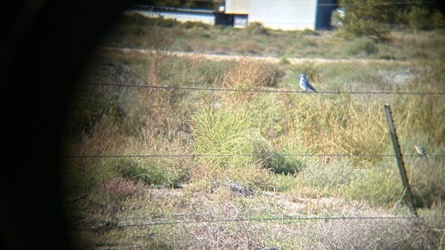 Mountain Bluebird