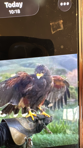 Harris's Hawk