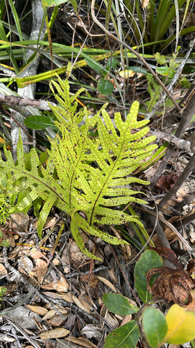 Phymatosorus observed 2026-10-26
