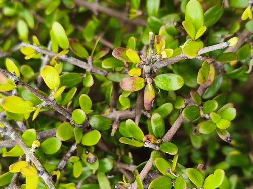 Coprosma propinqua observed 2026-10-26