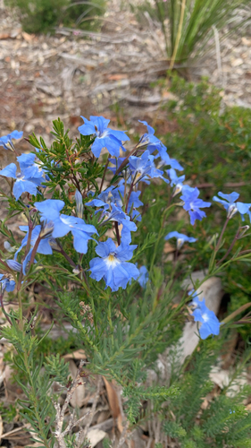 Leschenaultia biloba observed 2026-10-26