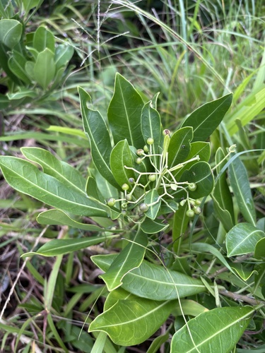 Duboisia myoporoides observed 2026-10-24