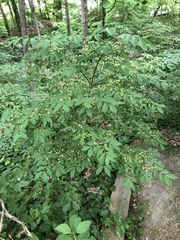 Euonymus alatus