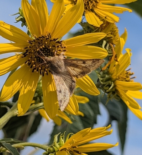 Corn Earworm Moth