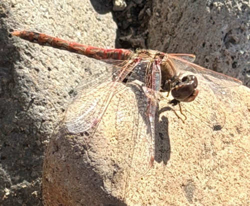 Variegated Meadowhawk