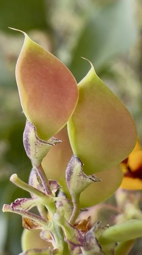 Daviesia latifolia, 2026-10-26