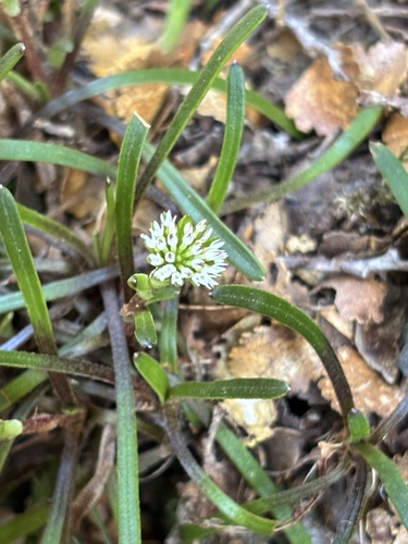 Abrotanella linearis observed 2026-10-25