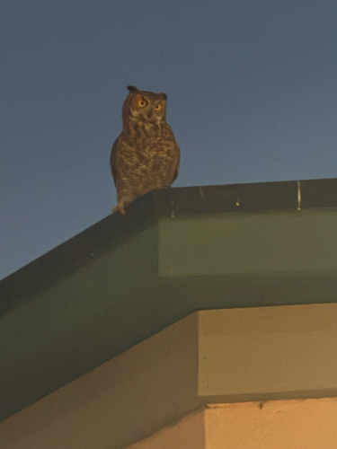 Great Horned Owl