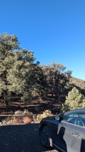 Pinus monophylla observed 2026-10-25