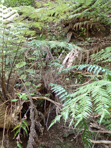 Asplenium polyodon observed 2026-10-26