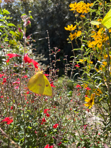 Cloudless Sulphur