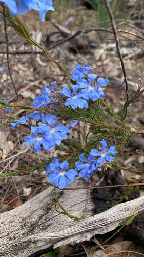 Leschenaultia biloba observed 2026-10-26