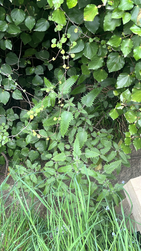 Urtica ferox observed 2026-10-26