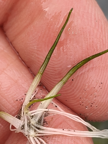 Lilaeopsis novae-zelandiae, 2026-10-26