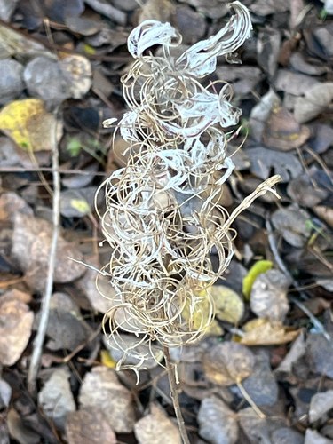 Chamaenerion angustifolium observed 2026-10-25