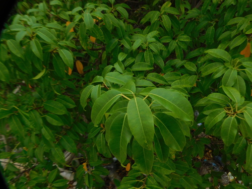 Excoecaria agallocha observed 2026-10-22