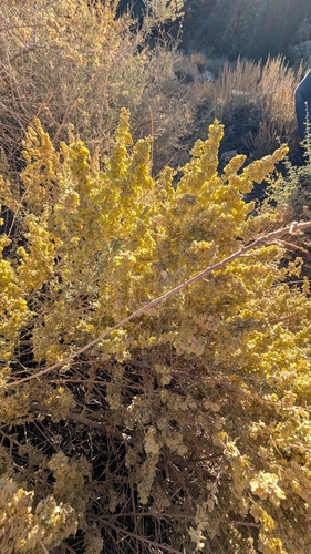 Fourwing Saltbush