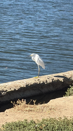 Snowy Egret