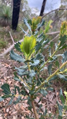 Banksia sessilis observed 2026-10-26