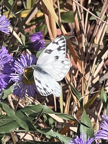 Checkered White