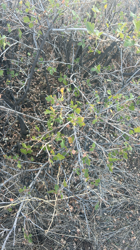 Rhus trilobata observed 2026-10-25
