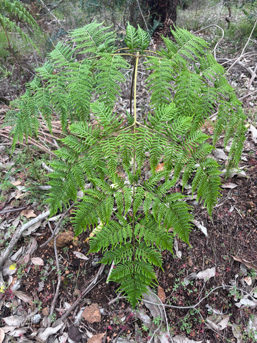 Pteridium esculentum observed 2026-10-26