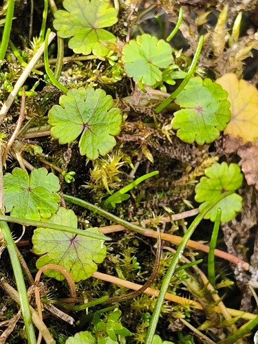Hydrocotyle novae-zeelandiae observed 2026-10-26