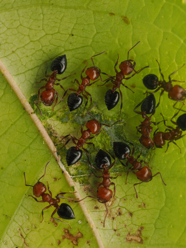 Shiny Acrobat Ant