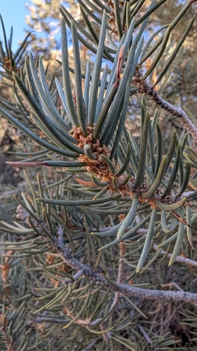 Pinus monophylla observed 2026-10-25