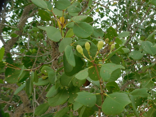 Sonneratia alba observed 2026-10-22