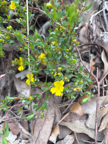 Hibbertia observed 2026-10-26
