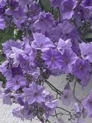 Solanum wendlandii