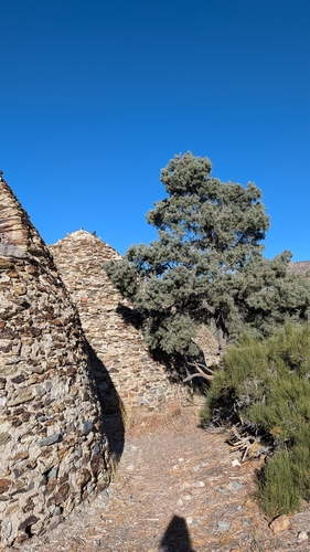 Pinus monophylla observed 2026-10-25