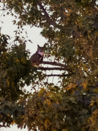 Great Horned Owl